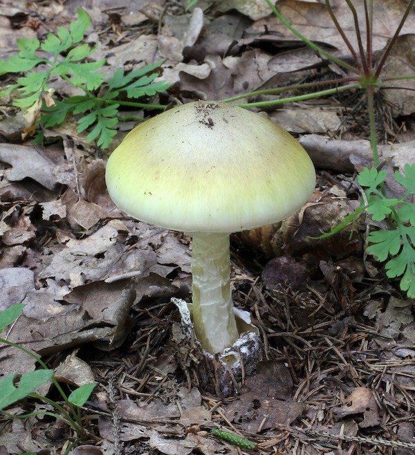 Death cap---do not eat!