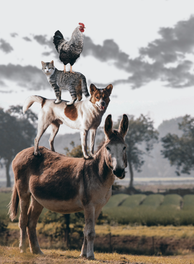 A donkey, a dog, a cat, and a rooster.